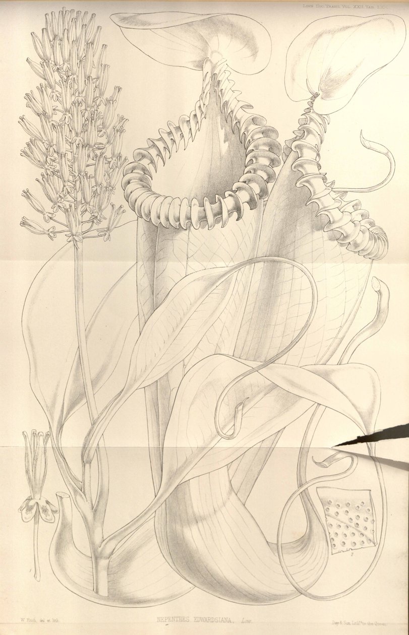 Nepenthes edwardsiana from the Transactions of the Linnean Society of London、vol。 22 作： WHフィッチ