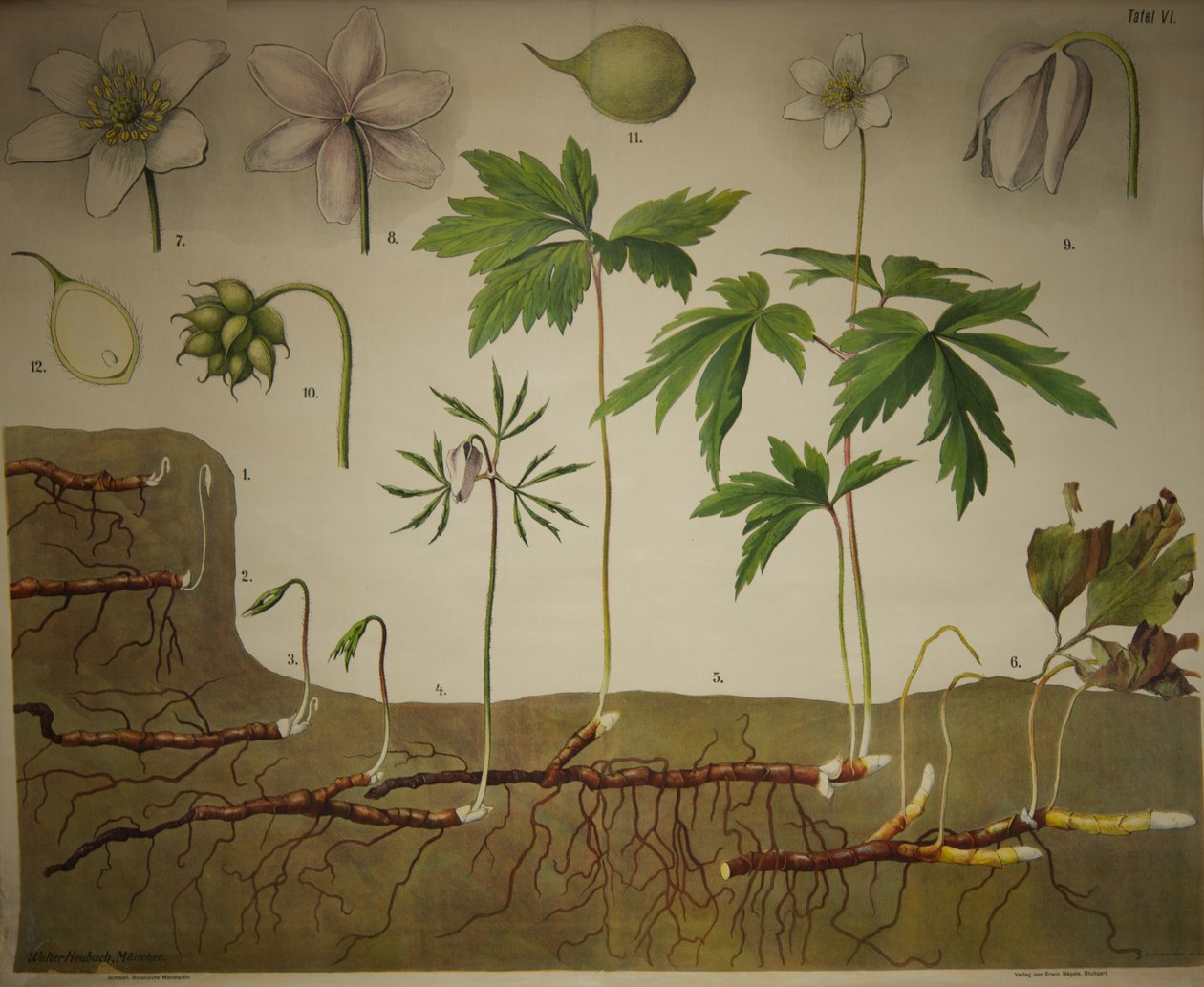 シュメイルの植物壁板解剖シリーズ 作： ウォルター・ホイバッハ