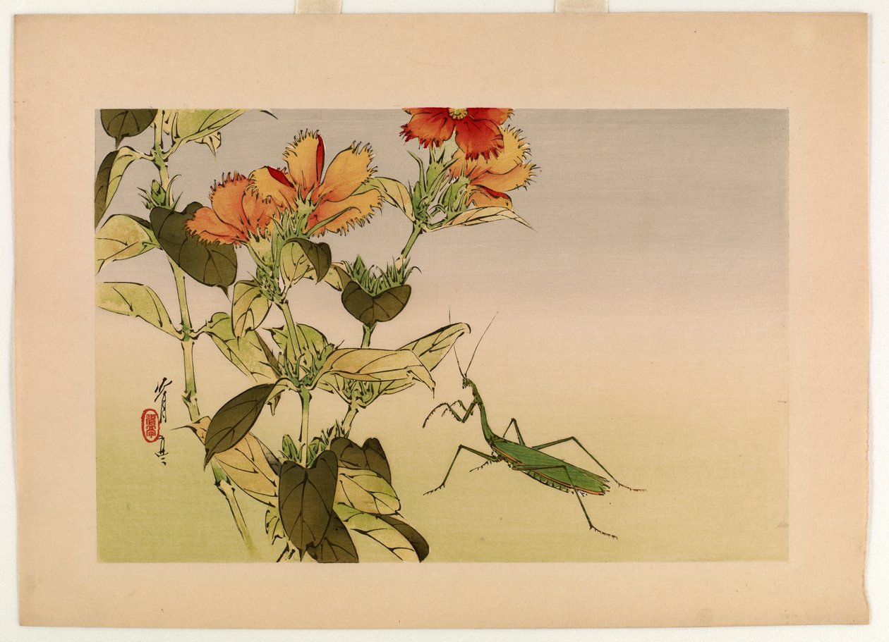 セイウチの花と鳥シリーズのカンピオンフラワーとカマキリ、1916（カラー木版画） 作： 渡辺ページイ