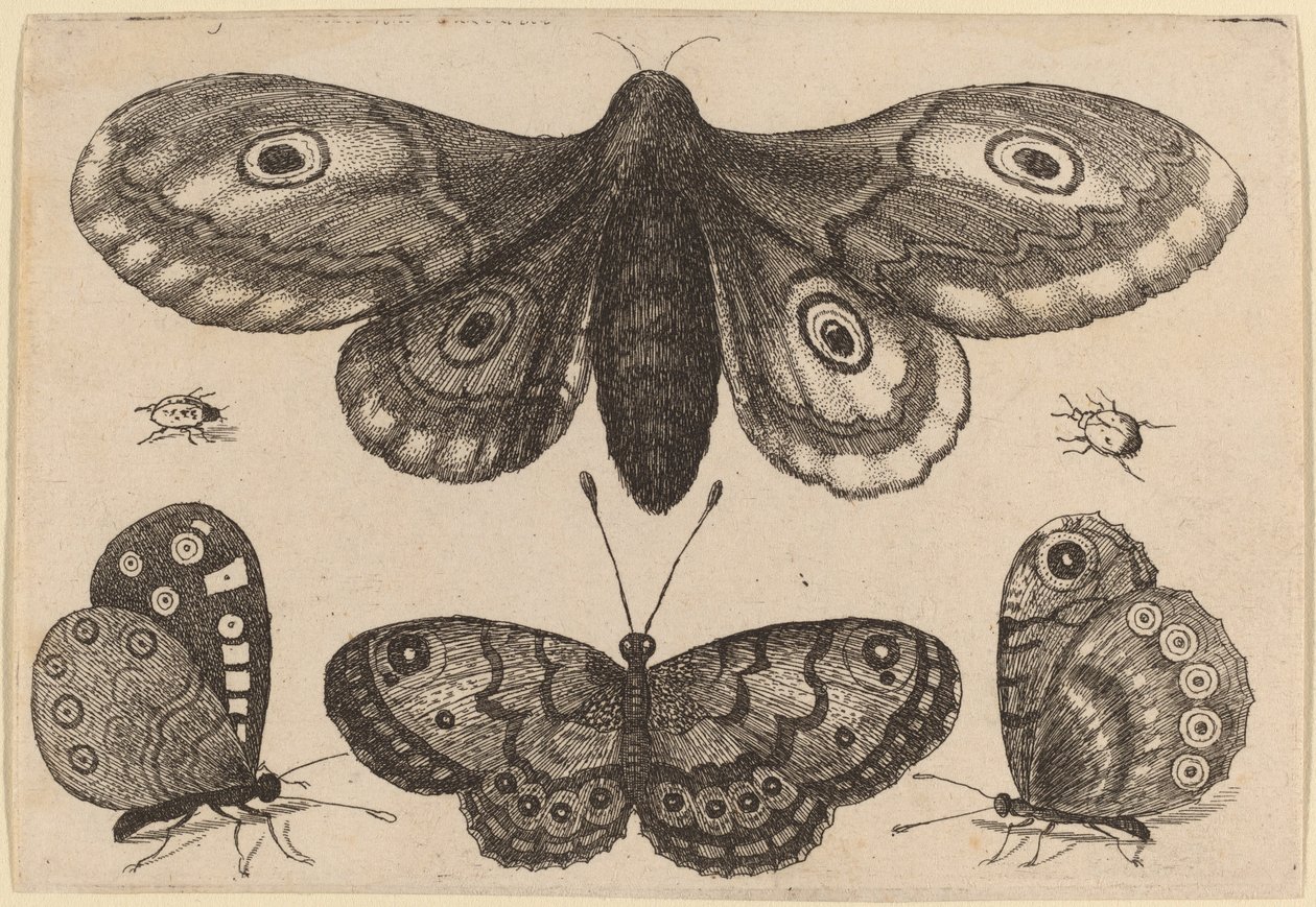 蛾、3 匹の蝶、2 匹のカブトムシ 作： ヴァーツラフ・ホラー