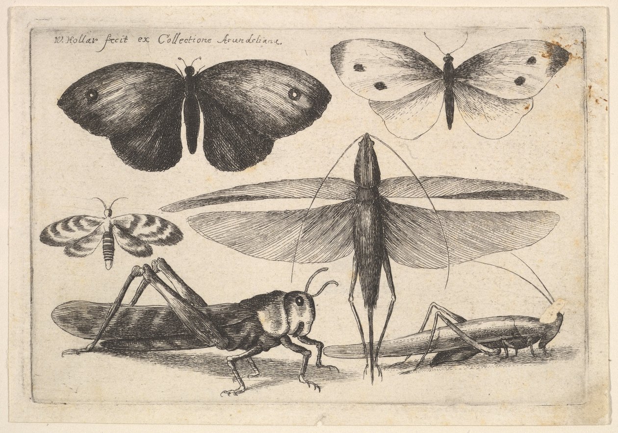 6匹の昆虫、1646年。 作： ヴァーツラフ・ホラー