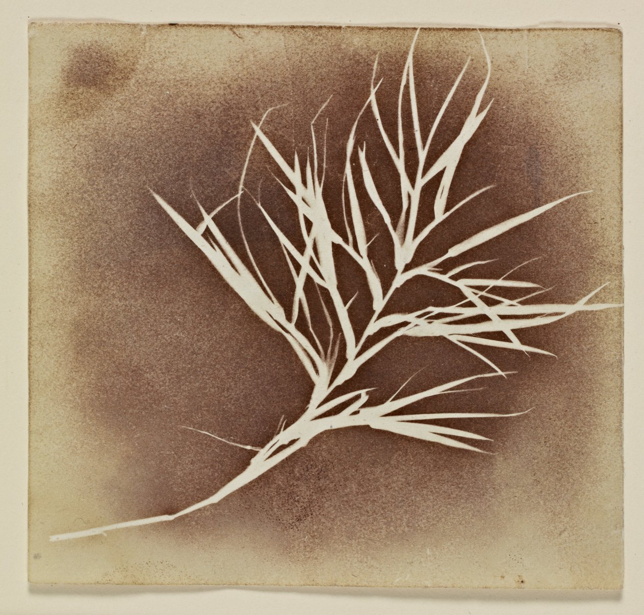 植物の写真原画 作： ウィリアム・ヘンリー・フォックス・タルボット