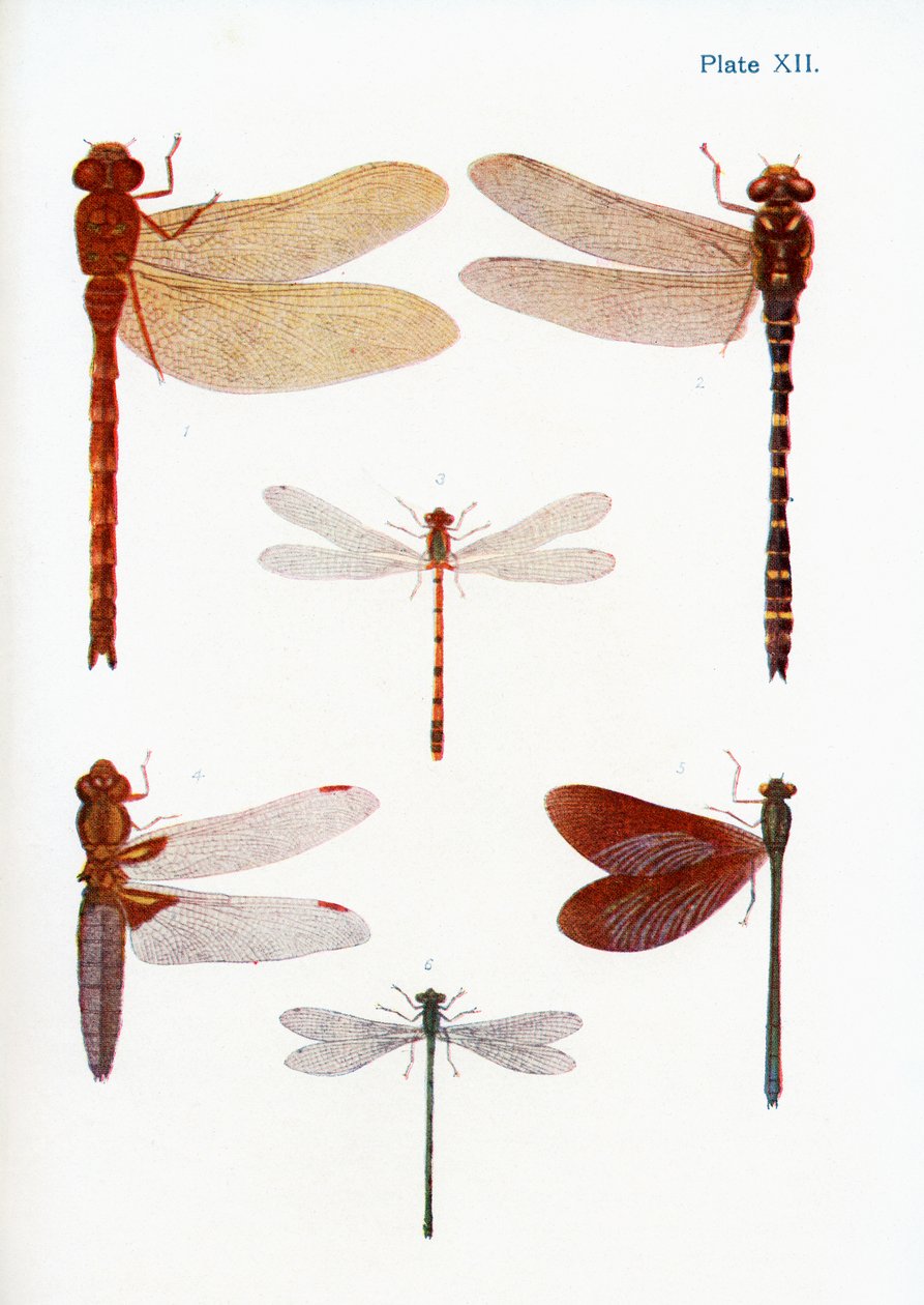さまざまな種類のトンボ、1927年に出版された本「蝶、蛾、その他の昆虫と田舎の生き物」のイラスト 作： ウィリアム・サミュエル・フルノー