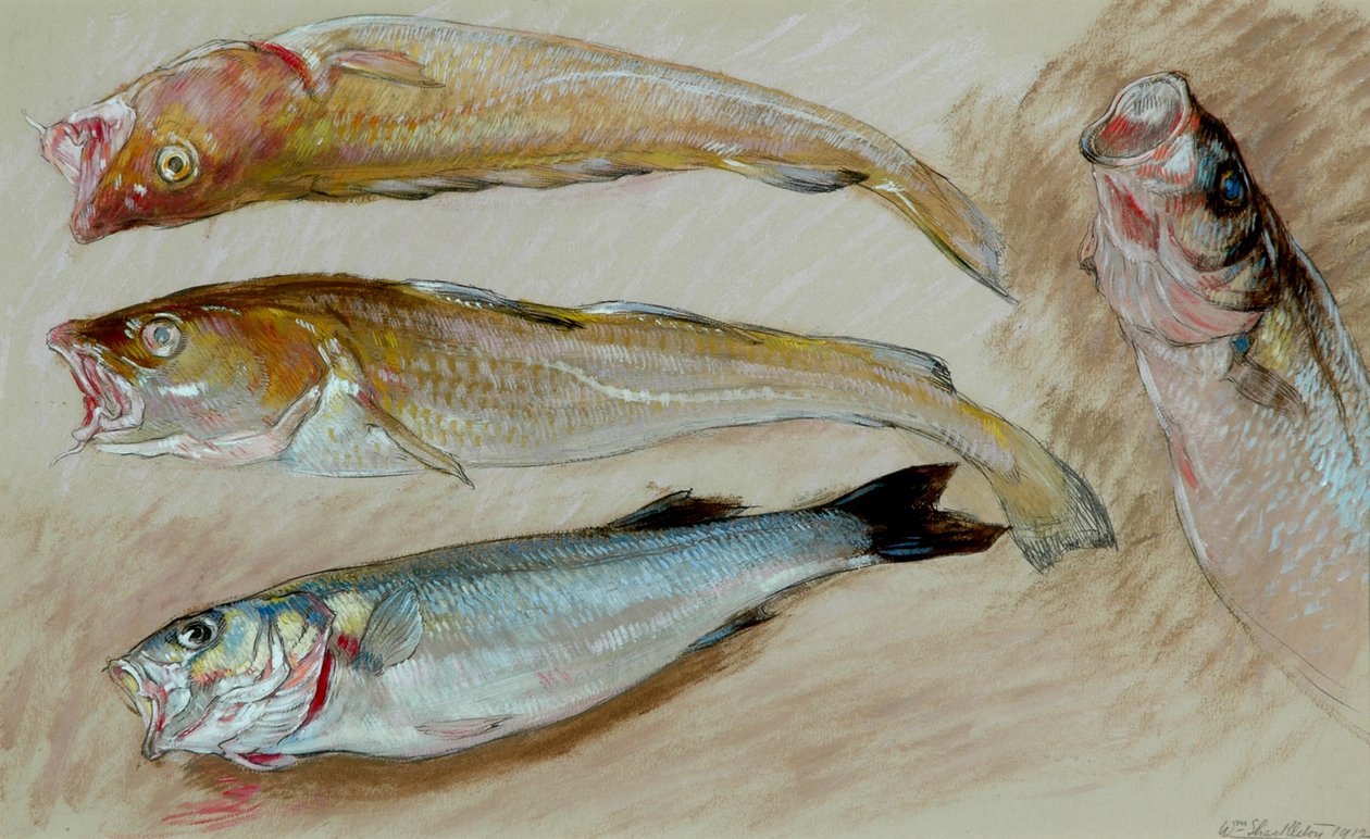 「サバの網」のための4つの魚の研究、1912年（紙に油彩） 作： ウィリアム・シャクルトン