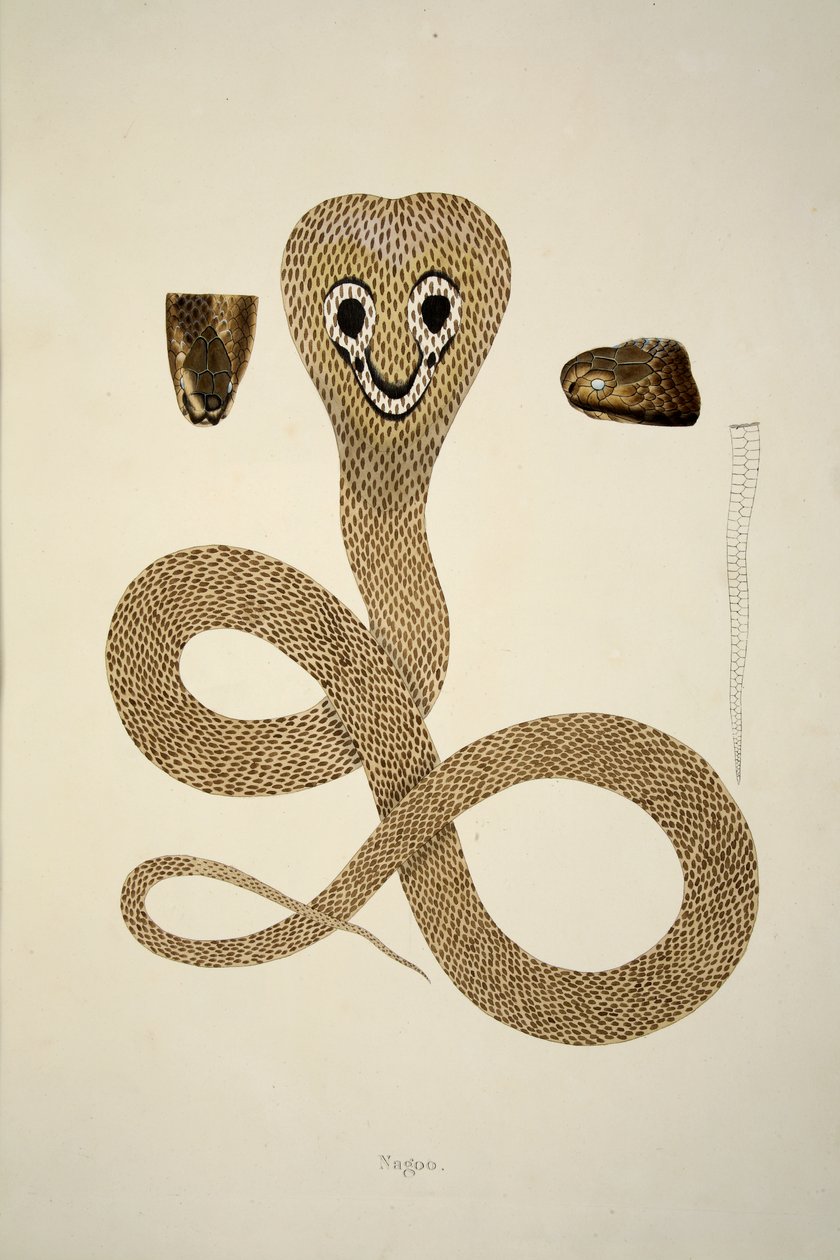 Nagoo、パブ、コロマンデルの海岸で収集されたインドの蛇のアカウントから。 1796年（手描きの彫刻） 作： ウィリアム・スケルトン
