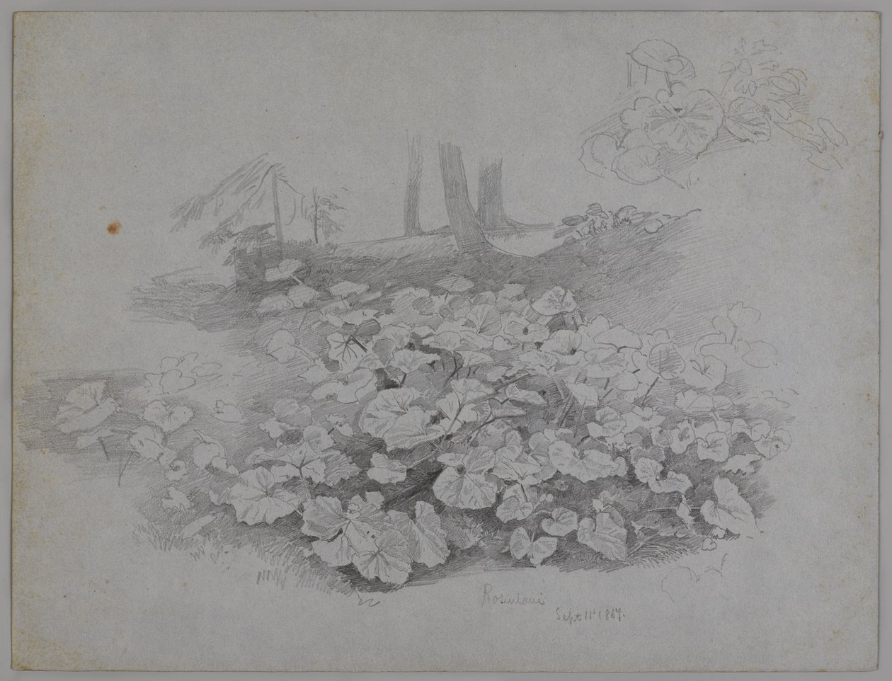 植物研究、1867年9月11日（青い紙に黒鉛） 作： ウィリアム・トロスト・リチャーズ