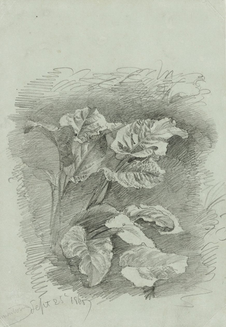 植物の研究、1867（緑の紙の上にグラファイト） 作： ウィリアム・トロスト・リチャーズ