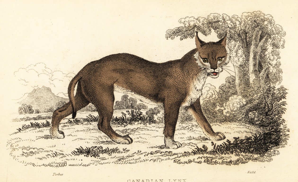 カナダ オオヤマネコ、オオヤマネコ canadensis、1834 年 (彫刻) 作： ウィリアムアレクサンダーフォーブス