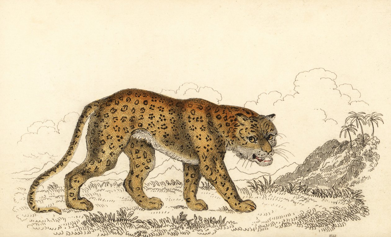 ヒョウ、ヒョウ、傷つきやすい、1834 年 (彫刻) 作： ウィリアムアレクサンダーフォーブス