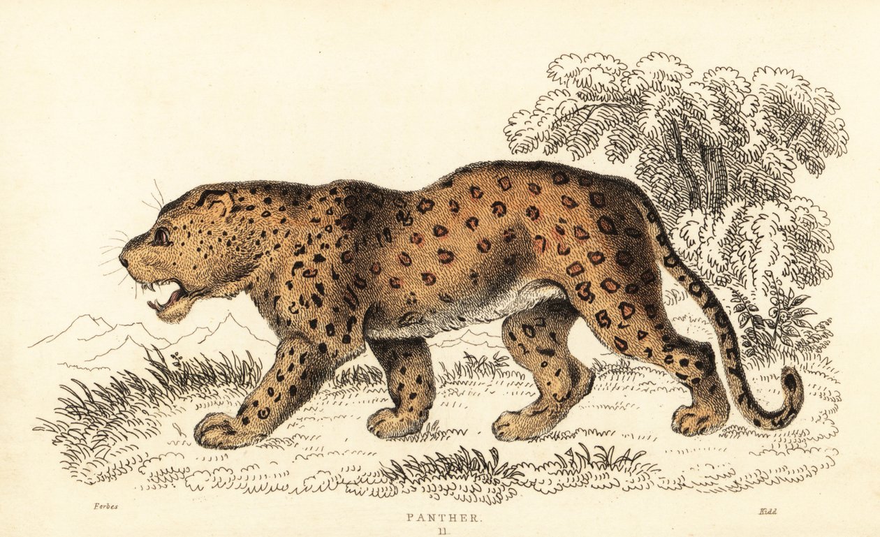 ヒョウ、ヒョウ、傷つきやすい、1834 年 (彫刻) 作： ウィリアムアレクサンダーフォーブス