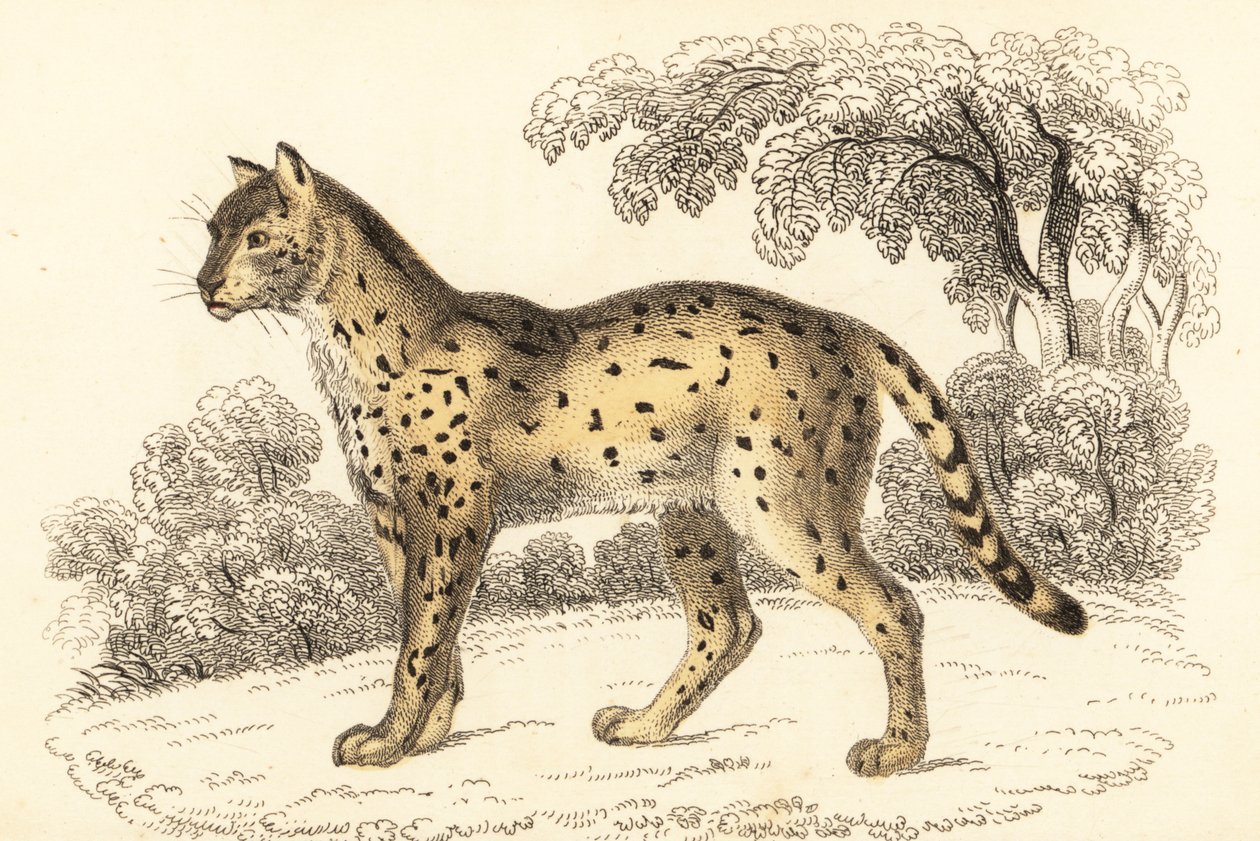 サーバル、Leptailurus serval.、1834 年 (彫刻) 作： ウィリアムアレクサンダーフォーブス