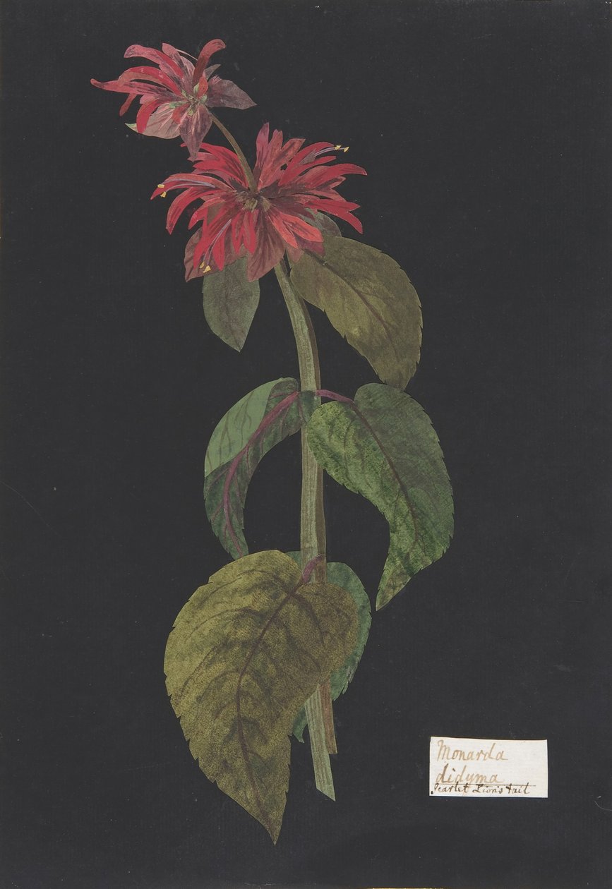 Monarda didymaScarlet Lion