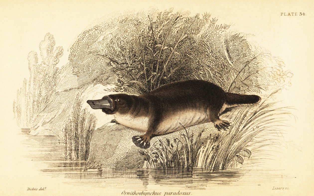 カモノハシ、Ornithorhynchus anatinus.、1841 年 (彫刻) 作： ウィリアム・ディックス
