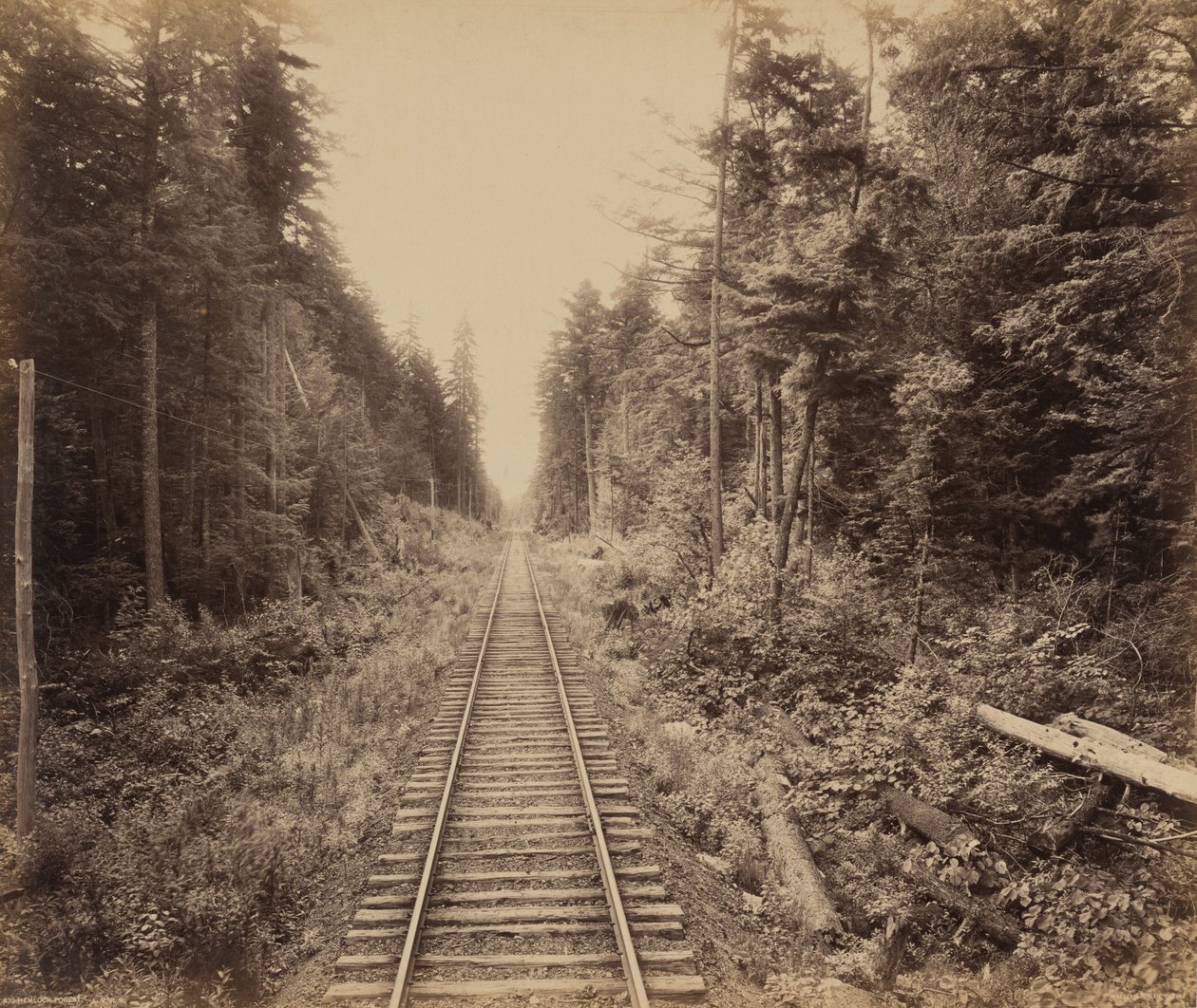 ヘムロックの森1895年（写真） 作： ウィリアム・ハーマン・ラウ
