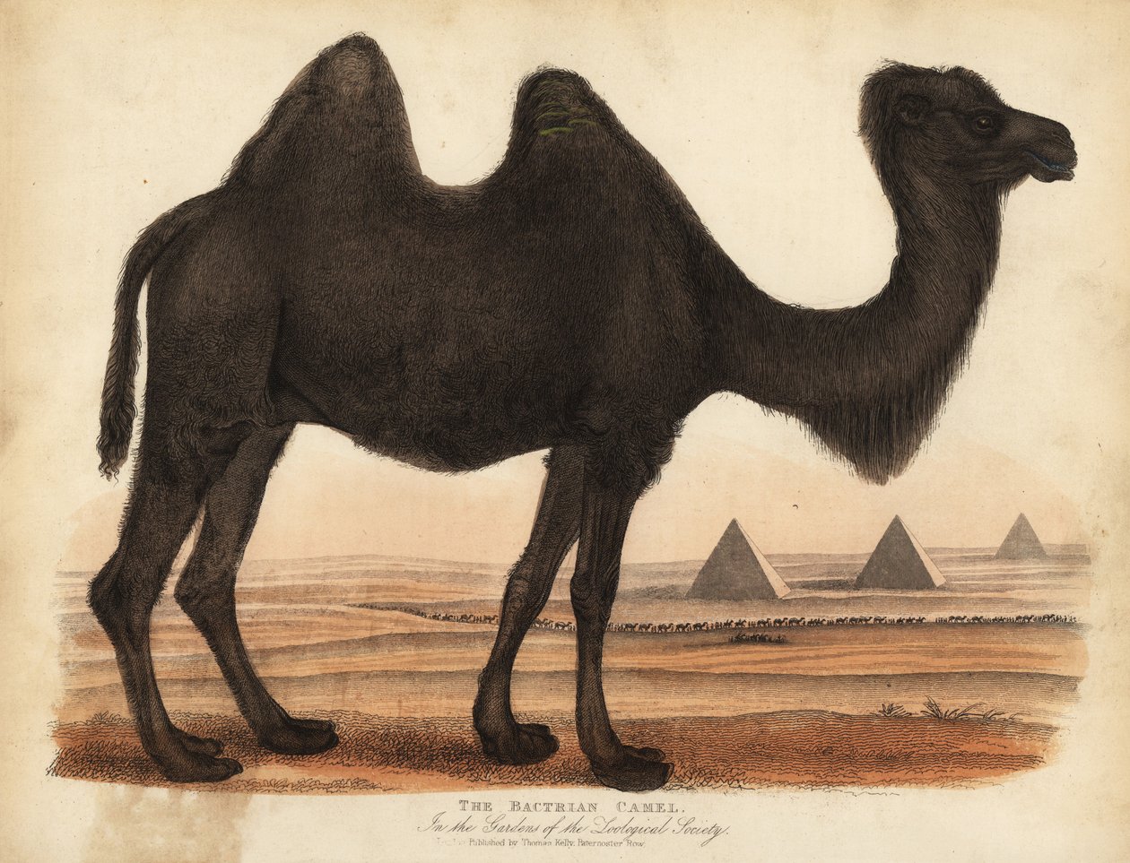 バクトリア・ラクダ（Camelus bactrianus）。 作： ウィリアム・スメリー