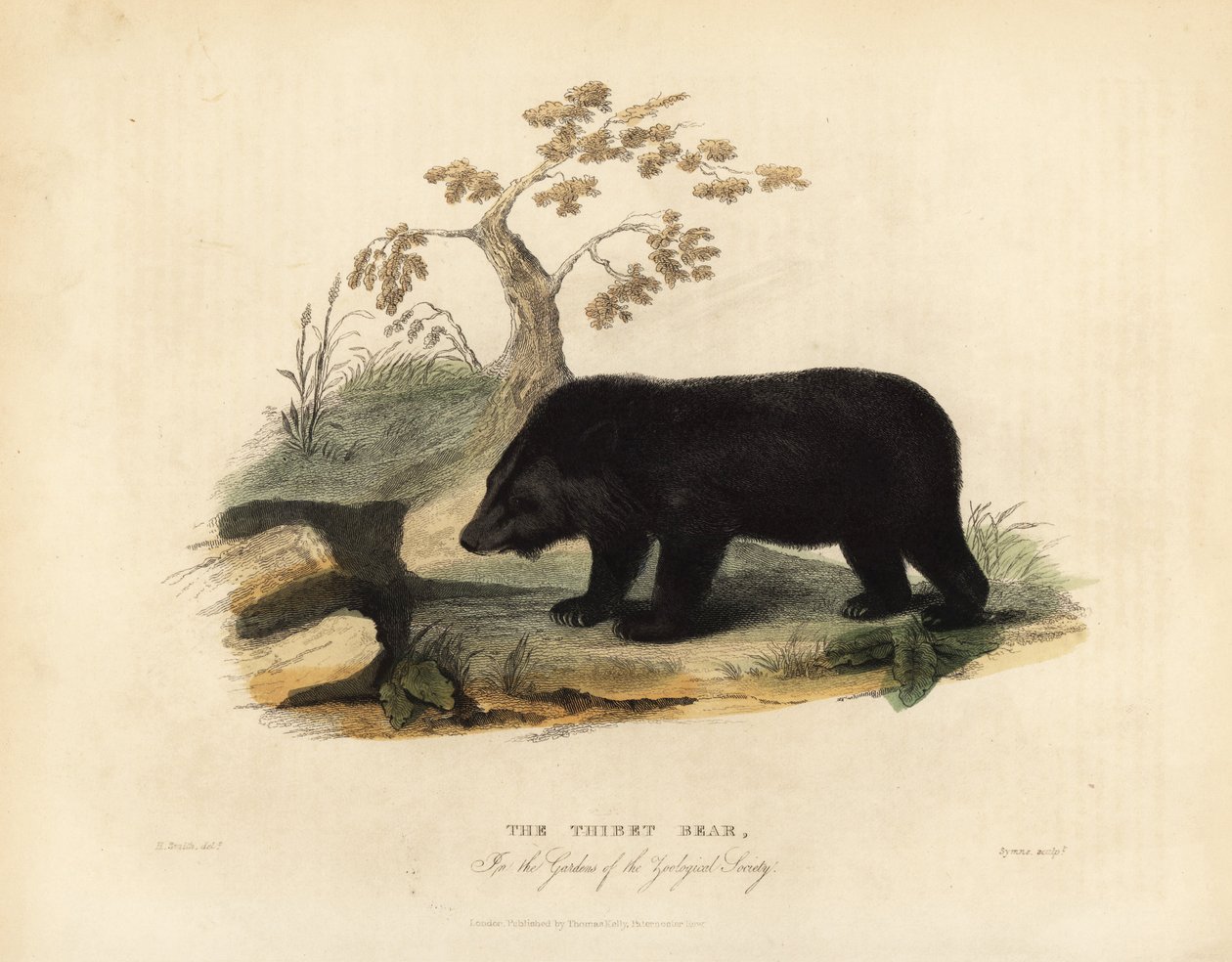 ヒマラヤのツキノワグマ（Ursus thibetanus laniger）。 作： ウィリアム・スメリー