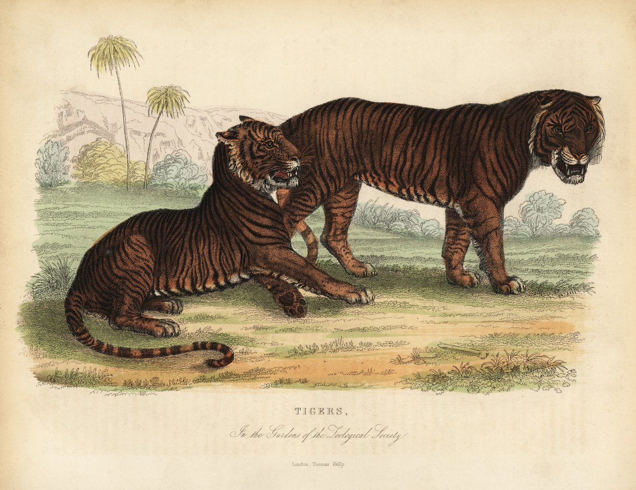 タイガー（Panthera tigris）、絶滅危惧種。 作： ウィリアム・スメリー