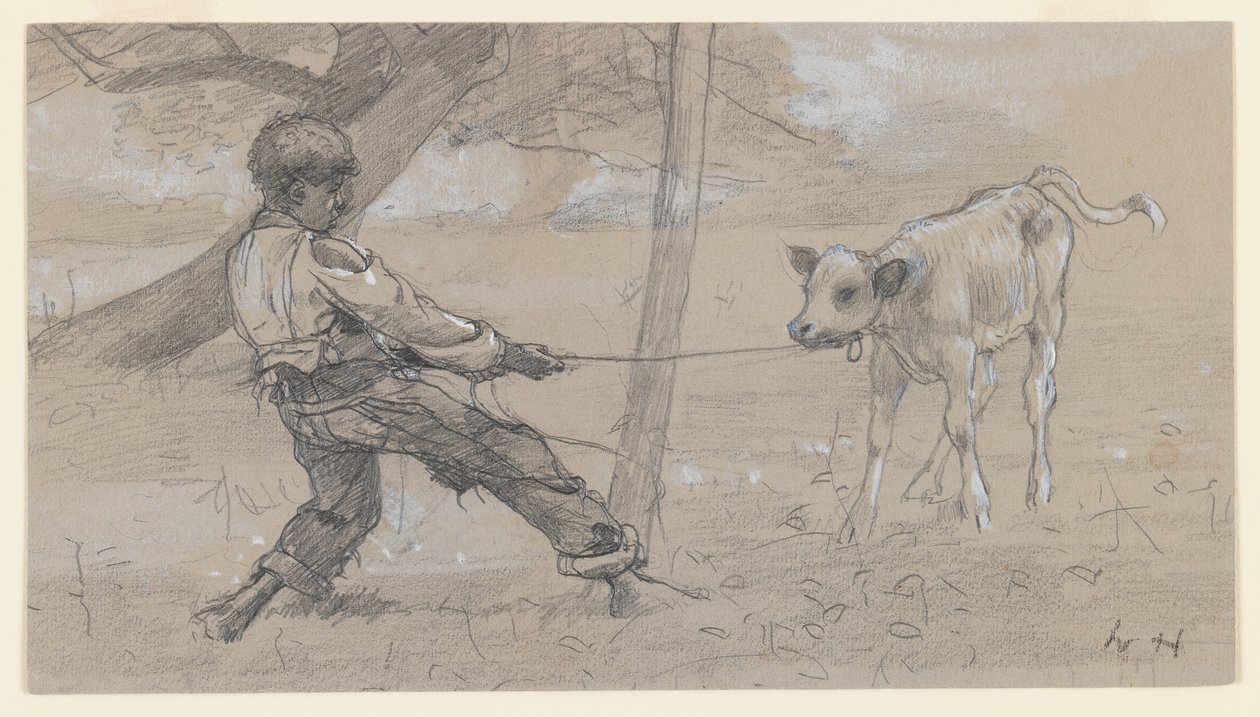 アンルーリーカーフ、1875-76年頃（灰色の紙にグラファイトとチャイニーズホワイト） 作： ウィンスロー・ホーマー