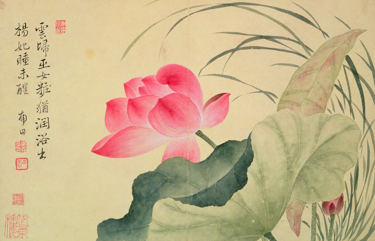 「花のアルバム」からのユン・シューピン（1633-90）による蓮の花（シルク裏紙のトイレ） 作： シャウティング・ユン