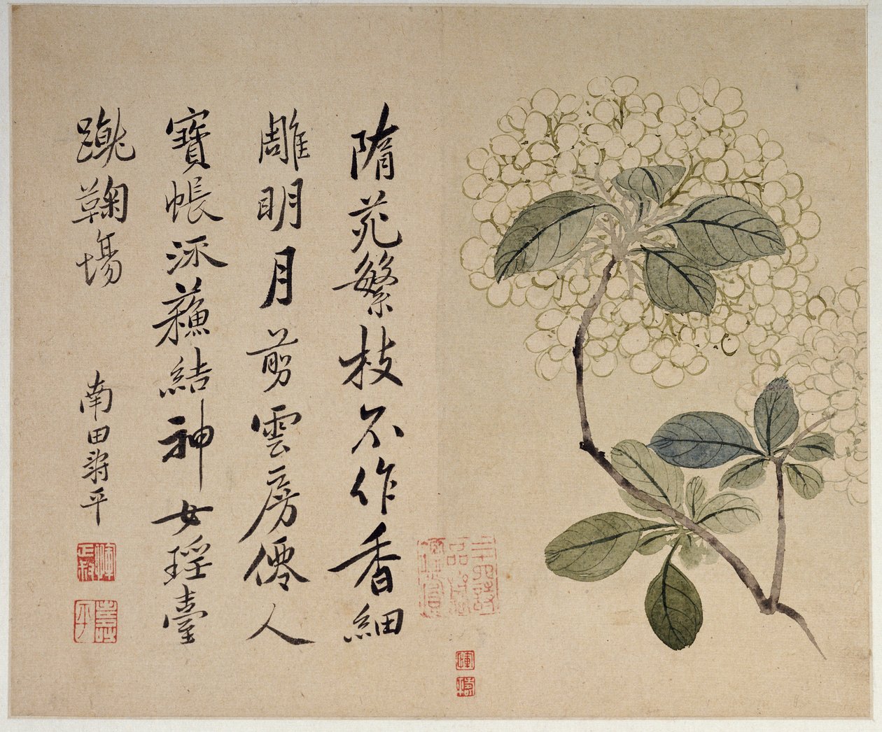 紫陽花、10枚の葉のアルバムから 作： シャウティング・ユン