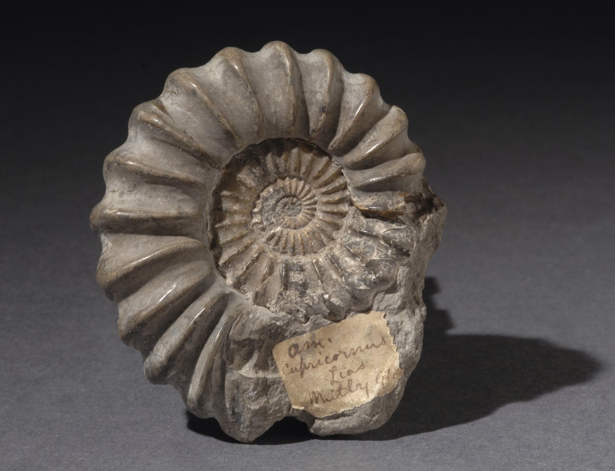 約1億8500万年前のアンモナイトの化石（写真 作： JónErlendsson