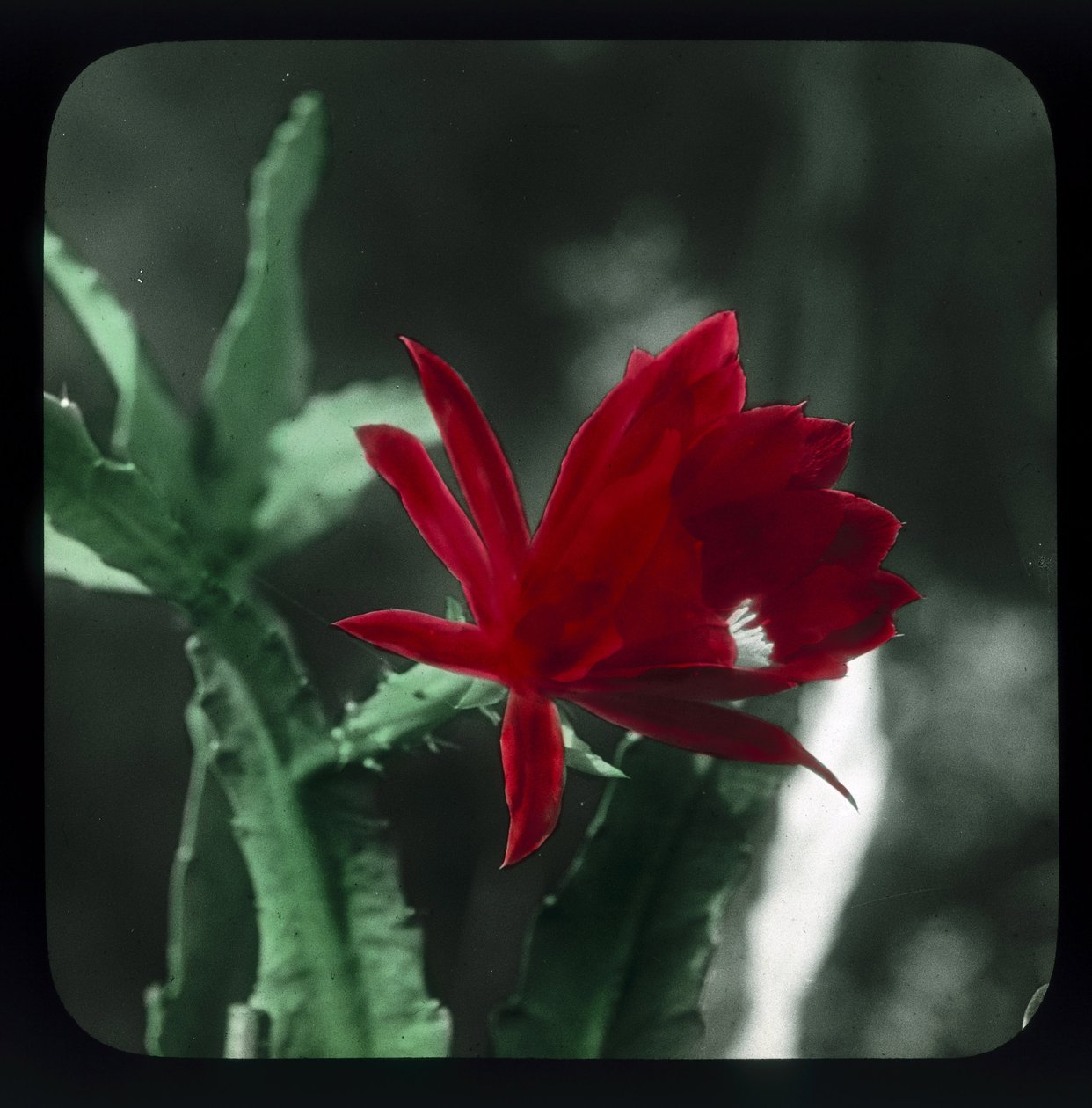 "Cactus" 作： フレデリック (帰属) バーナード
