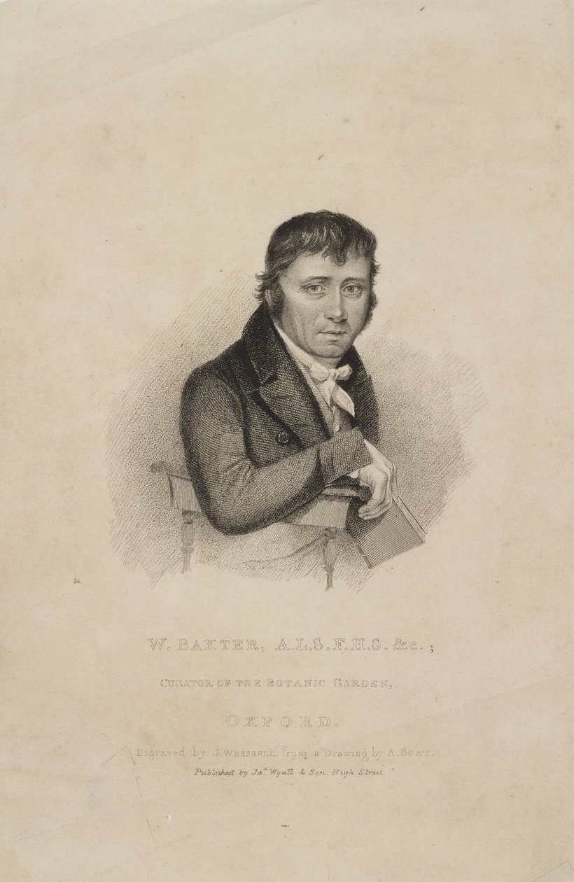 ウィリアム・バクスター（ALS FHS）、イギリスの植物学者、1820年代頃 作： フレデリック (帰属) バーナード