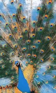 パボ・レアル パボ・レアル