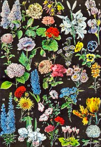 庭の花c.1923のイラスト