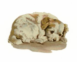 眠っている子犬