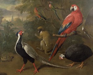 キジ、コンゴウインコ、サル、オウム、カメ