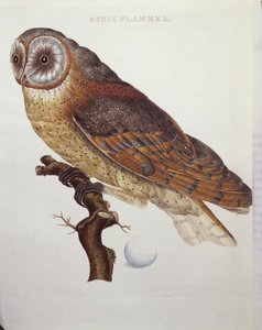 メンフクロウ（Strix Flammea）1796