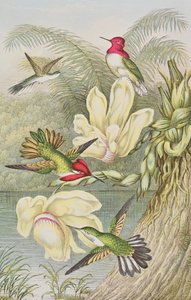 熱帯の花の中で鳥をハミング