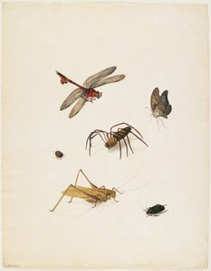 昆虫、c.1805（紙にインク、トイレ、グラファイト）