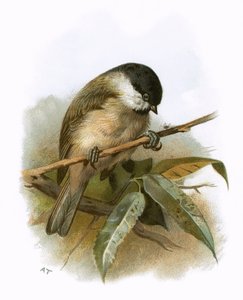 沼のシジュウカラ