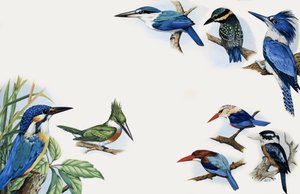 Nature&39;s Kingdom：フラッシュの色