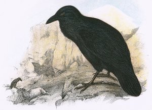 カラス