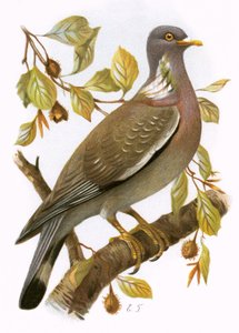 Ringdove
