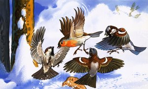 他の鳥と戦うロビン