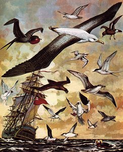 世界の海鳥