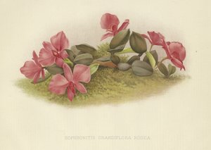 Sophronitis grandiflora rosea