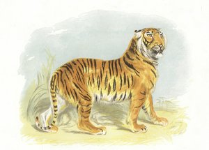 虎