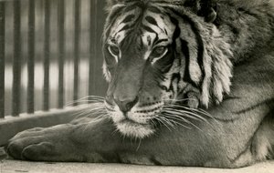 タイガーサム、ロンドン動物園、1925年