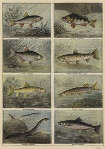 フランスの淡水魚