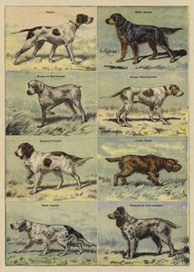 銃犬