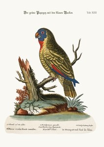 青い顔をした緑のオウム、1749-73