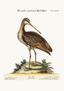 グレーターアメリカンゴッドウィット、1749-73