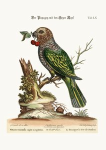 鷹に向かったオウム、1749-73