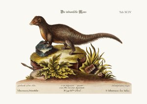 インドのイクニューモン、1749-73