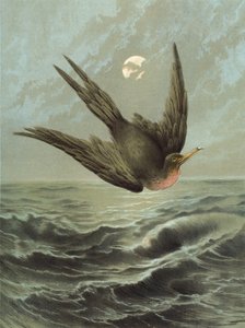 フリゲート鳥（クロモリト）